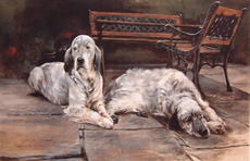 English Setter