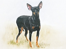 English Toy Terrier