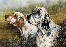 English Setter