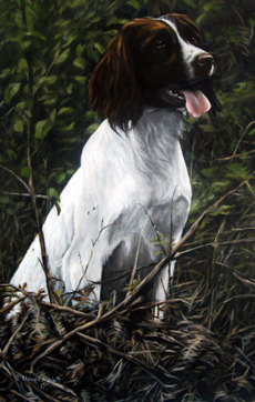 English Springer Spaniel