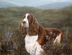 English Springer Spaniel