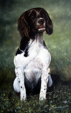 English Springer Spaniel