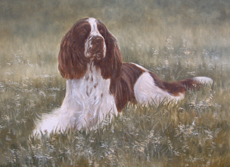 English Springer Spaniel