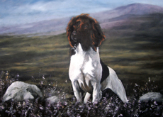 English Springer Spaniel