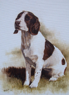 English Springer Spaniel