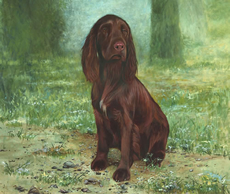 Field Spaniel