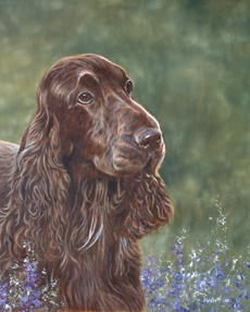 Field Spaniel