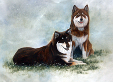 Finnish Lapphund