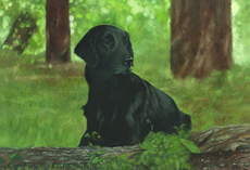 Flatcoat Retriever