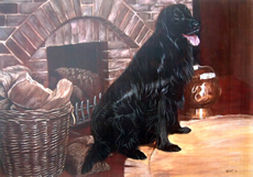 Flatcoat Retriever