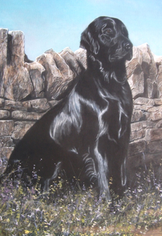 Flatcoat Retriever