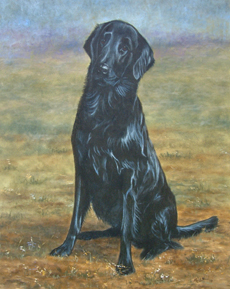 Flatcoat Retriever