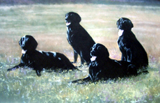 Flatcoat Retriever