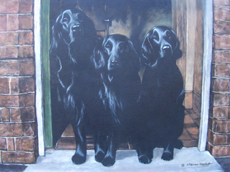 Flatcoat Retriever