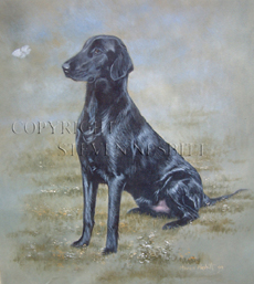 Flatcoat Retriever