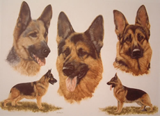 German Shepherd