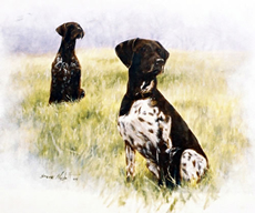 German Shorthaired Pointer