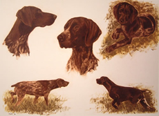 German Shorthaired Pointer