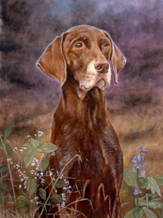 German Shorthaired Pointer