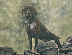 German Shorthaired Pointer