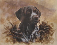 German Wirehaired Pointer