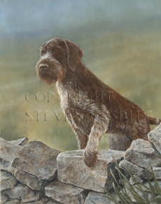 German Wirehaired Pointer