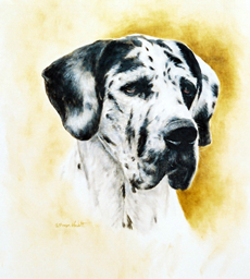 Great Dane