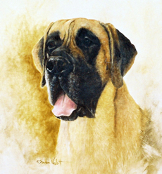 Great Dane