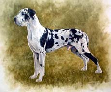 Great Dane