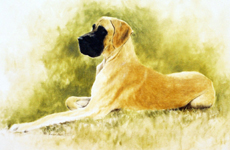 Great Dane