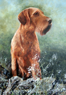 Hungarian Wirehaired Vizsla