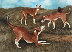 Ibizan Hound