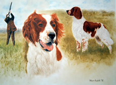 Irish Red and White Setter