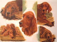 Irish Setter