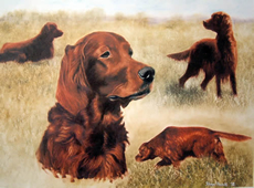 Irish Setter