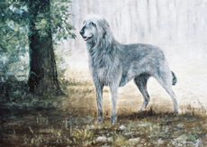 Irish Wolfhound