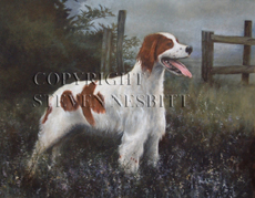 Irish Red and White Setter