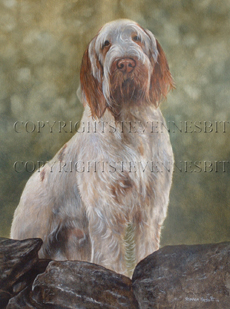 Italian Spinone