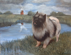 Keeshond 