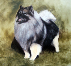 Keeshond 