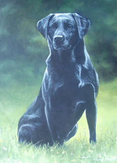 Labrador Retriever