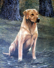 Labrador Retriever