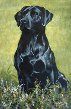 Labrador Retriever