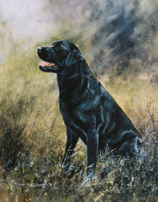 Labrador Retriever