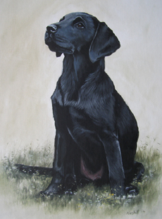 Labrador Retriever