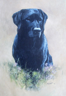 Labrador Retriever