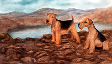 Lakeland Terrier