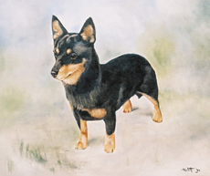 Lancashire Heeler