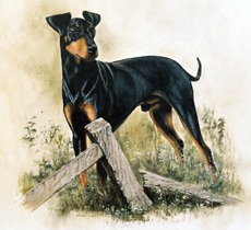 Manchester Terrier