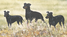 Manchester Terrier